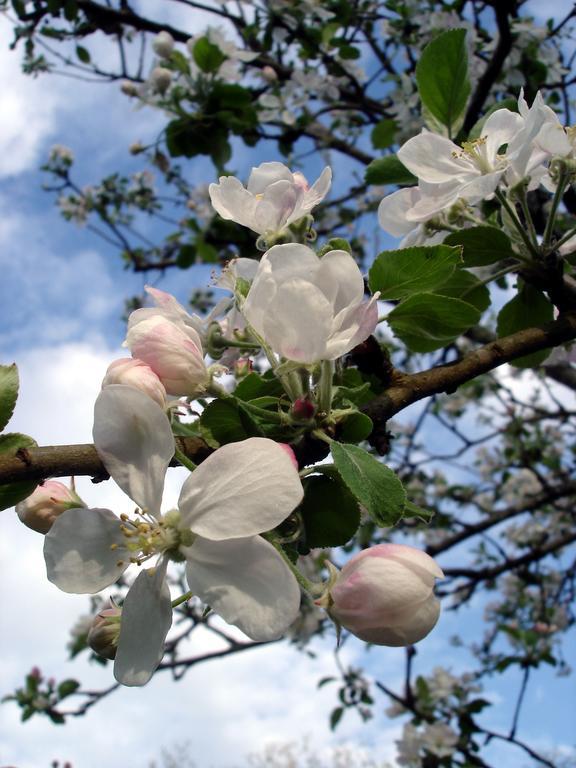 Gite Au Jardin Meilhan-sur-Garonne Pokoj fotografie